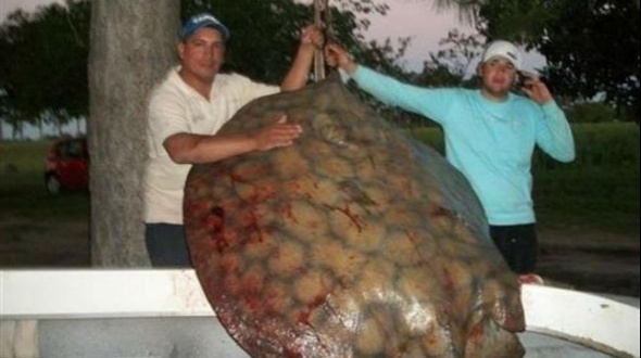 Pescaron en el Paraná una raya de 155 kilos