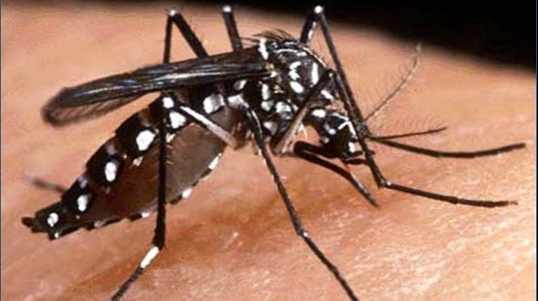 Científicos Argentinos comprueban que un hongo elimina el mosquito que transmite chikungunya y dengue