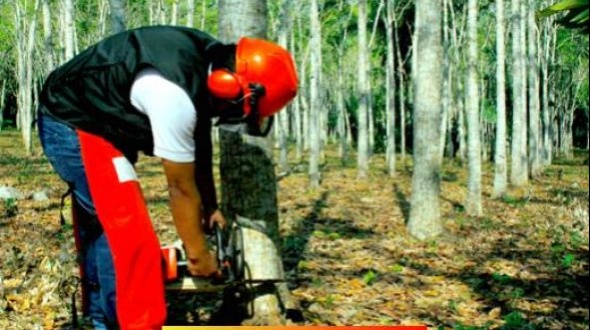 Crean fideicomiso forestal: Financiará plantaciones de hasta 37 has.