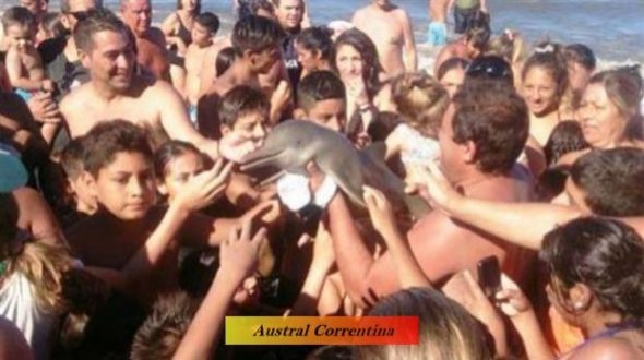 Sacaron un delfín del mar para tomarse una foto y lo mataron por accidente