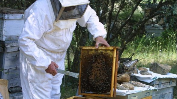 Murió un apicultor por picaduras de abejas con las que trabajaba