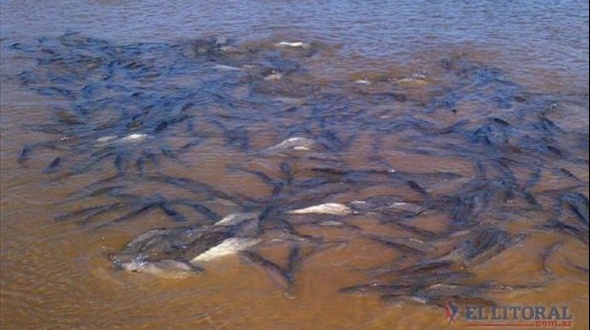 Paso de la Patria: fiscalizan el río Paraná por cardumen de surubíes