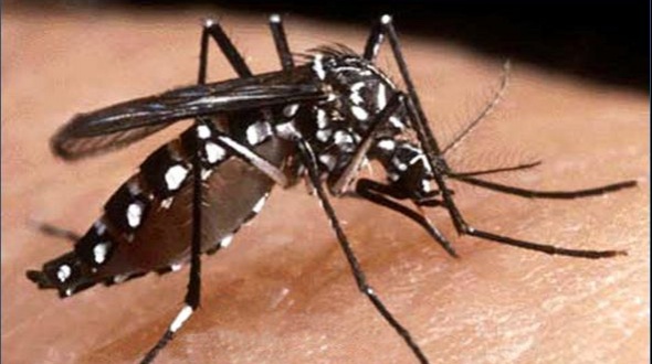 Dengue: Confirman casos en Chaco y la región sigue en alerta