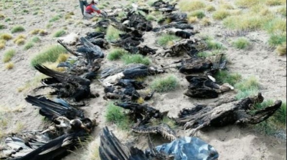 Aparecieron 34 cóndores muertos en Mendoza