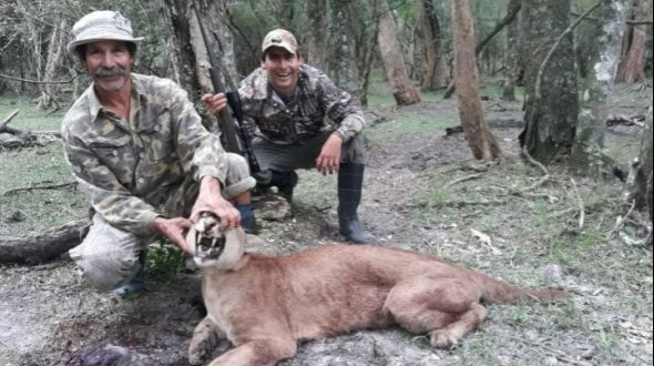 En zona rural de Sauce reaparecieron ejemplares de pumas y preocupa el aumento de la caza furtiva