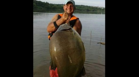 Pescaron un pacú gigante de 26 kilos en el río Paraná