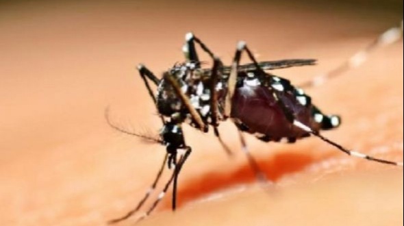 Detectan dengue en una persona que viajó desde Corrientes