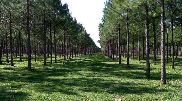 Corrientes cerró 2019 con $ 224 millones en aportes no reintegrables para forestación 