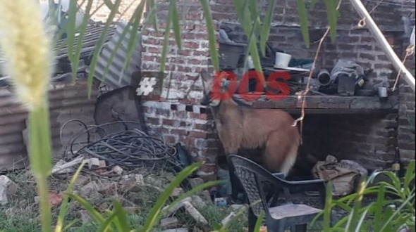 Chaco: Hallaron un aguará guazú en el patio de una casa