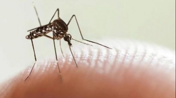 Dengue: Científicos aseguran que el mosquito se adaptó para sobrevivir al frío