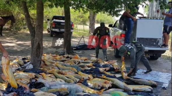 Depredación del río Paraná: secuestran 120 dorados al propietario de una conocida pescadería de Corrientes