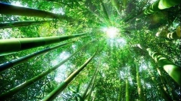 La historia del bambú japonés