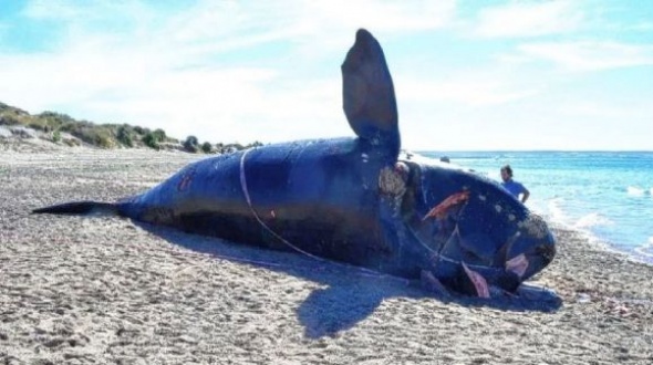 Décima ballena muerta en una semana suma incertidumbre en la provincia