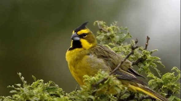 Apareció en Corrientes un pájaro en peligro de extinción