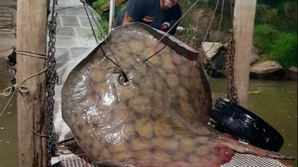 Pescó una raya de 250 kilos en el río Paraná