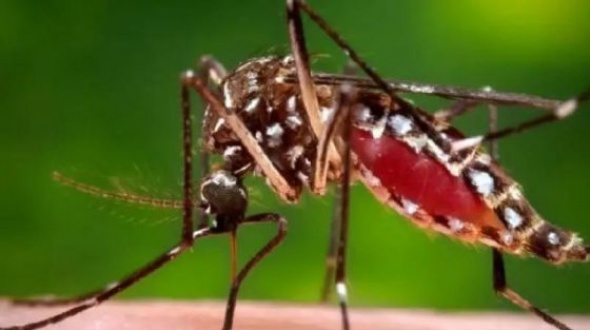 Confirman tres nuevos casos positivos de Chikungunya en Corrientes