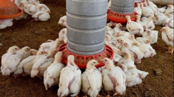 “Que la gripe aviar no ingrese”. Las medidas que toman en las granjas productivas de Entre Ríos