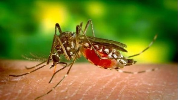 Paso de la Patria: detectaron caso autóctono de Chikungunya
