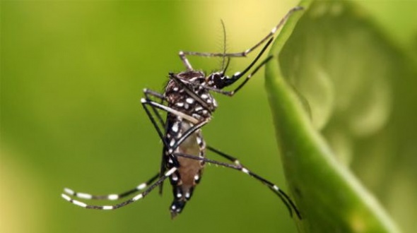 Confirman más de 28 mil casos de dengue y más de 900 de chikungunya en el país
