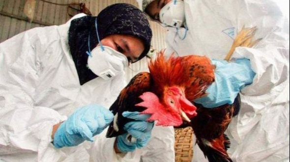 Senasa confirmó un caso de Gripe Aviar en la localidad de Tatacuá