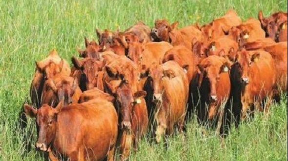 Denuncia por desaparición de vacas en Santo Tomé: Las habrían trasladado sus propietarios