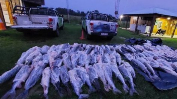 Corrientes: A la vera de una ruta, hallan importante cantidad de pescados