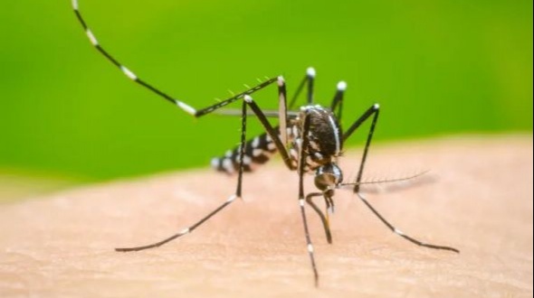 Brote histórico de dengue en Argentina: ya son los 106 muertos y se registran más de 151 mil casos